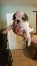 English bulldog puppy be easy to train and loves to please