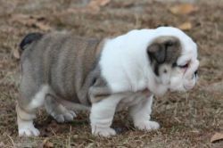 Two English bulldog puppies available for rehoming!!!!!