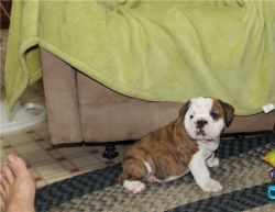 Cute English Bulldog Puppies available for sale