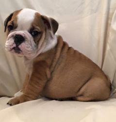 Very sweet English bulldog Puppies for sale