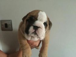 cute and healthy English bull dog puppies available