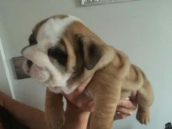 Cute and adorable pure breed English bull dog puppies for sale
