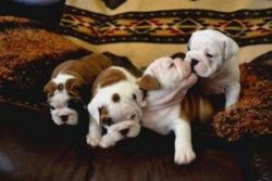 Rare English Bulldog Puppies For Adoption