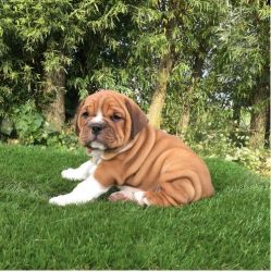 HUGED ENGLISH BULLDOG PUPPIES AVAILABLE FOR REHOMING NOW...
