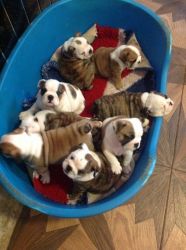 Kc Reg English Bulldog Puppies Ready For Sale