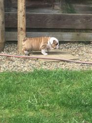 Gorgeous male and female ENGLISH BULLDOG puppies for sale