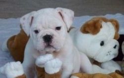 AKC English bulldog pups available now