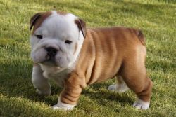 CUTE AND AVAILABLE MALE AND FEMALE ENGLISH BULLDOG FOR SALE