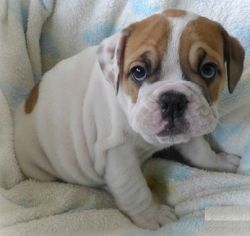 AKC registered male and female bulldog puppies available