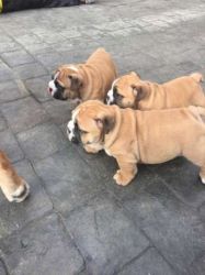 Sweet Bull Puppies for caring homes
