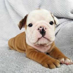 Amazing Show Potential English Bulldogs Puppies
