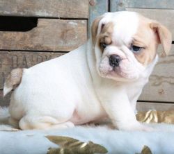 Stunning Kennel Club Registered Bulldogs For Sale