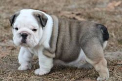 GORGEOUS PAIR OF ENGLISH BULLDOG PUPPIES FOR SALE