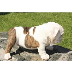 Adorable English Bulldog(804) xxx-xxxx)