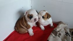 Paired English Bulldog puppies need homes
