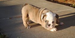 Awesome m/f English bulldog puppies for sale