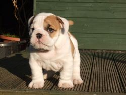 Pedigree English Bulldog Puppy For Sale