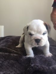 Kc Registered English Bulldogs Available