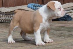 Stunning Lilac Tri Merle Bulldog Pups Ready Now