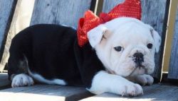 cute English Bulldogs puppies available