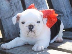 mmaillyer trained English Bulldogs puppies