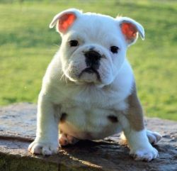 We have home trained English bulldog puppies available