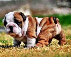 English Bulldog puppies available for sale
