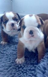 Stunning English Bulldog puppies for sale $500