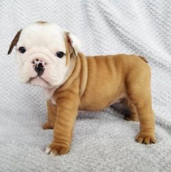 Beautiful Male British Bulldog Puppies For Sale