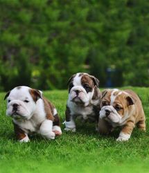 Akc registered English Bulldog puppies