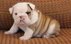 Cute and Adorable English bulldog Puppies for Adoption