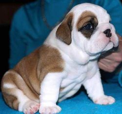 Miniature English Bulldog Puppies For sale