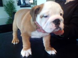Baby Bulldogs From Top Lines