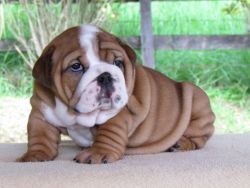 Gorgeous Wrinkle English Bulldog Puppies Available