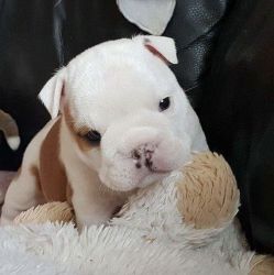 English Bulldog Puppies for Adoption