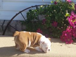 (Becky) Bulldog Puppies for Sale