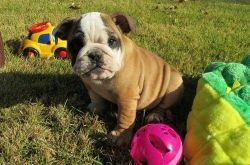 Lovely English Bulldog puppies for sale