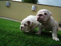 Stunning Kc Registered Huu Clear Puppies