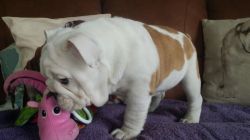 Outstanding Male Anf Female English Bulldogs Available
