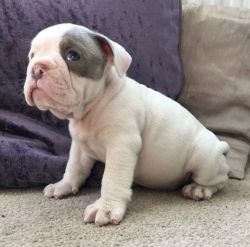 Outstanding english bulldogs pups available