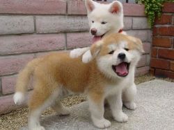 cute Shiba inu puppies for sale