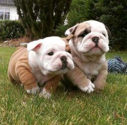 Pure Breed English Bulldogs puppes