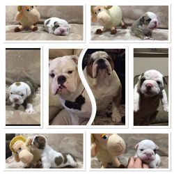English Bulldog puppies for sale!!!