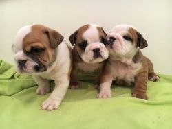 STUNNING English Bulldog Puppies For Sale