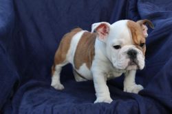 Registered English Bulldog puppies for adoption