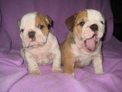 Lovein English Bulldog Puppies available