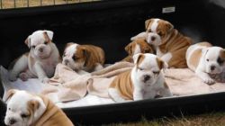 English Bulldog Puppies for Adoption Our beautiful male and female e