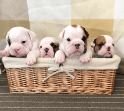stunning Litter* Only 1 Girl Available
