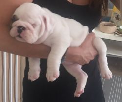 *stunning Litter* Only 1 Girl Available