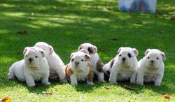 Awesome English Bulldog Puppies for Adoption